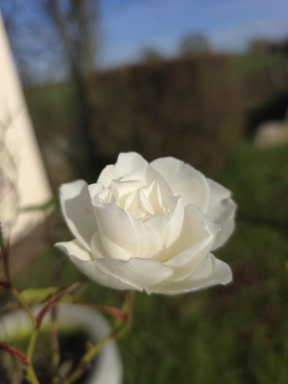 Fotografie z fotogalerie ubytování Le cocon du Bassigny 