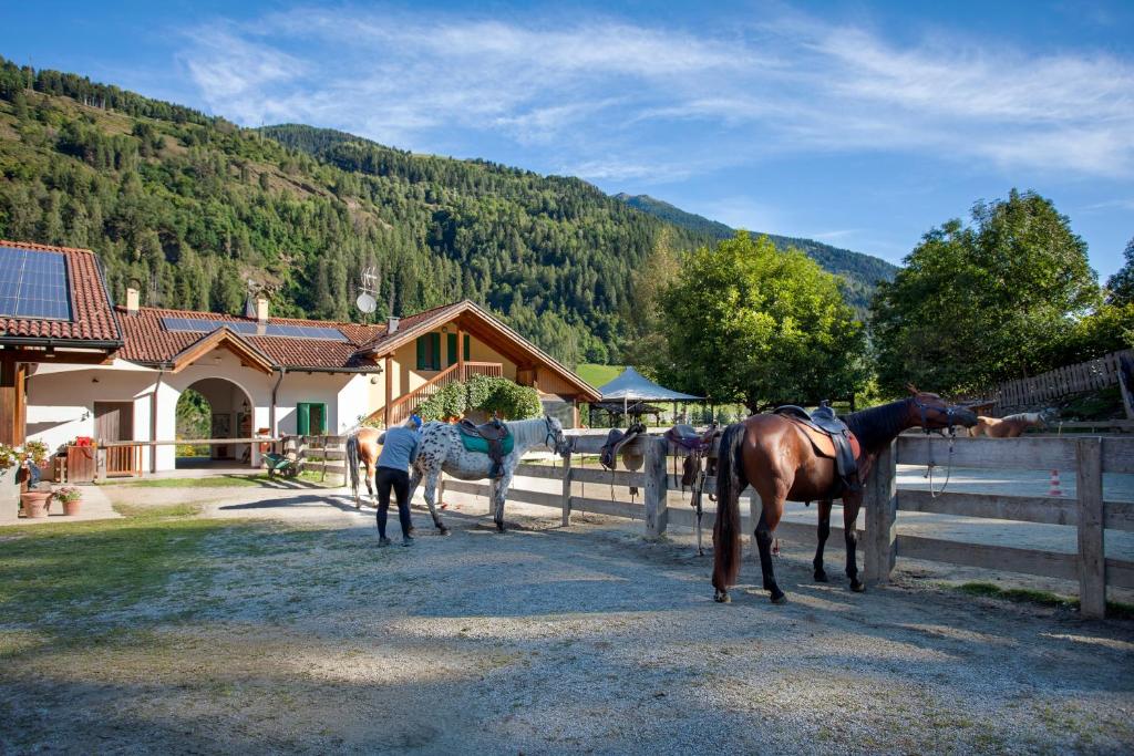 a couple of horses standing next to a fence at Agritur Bontempelli in Pellizzano