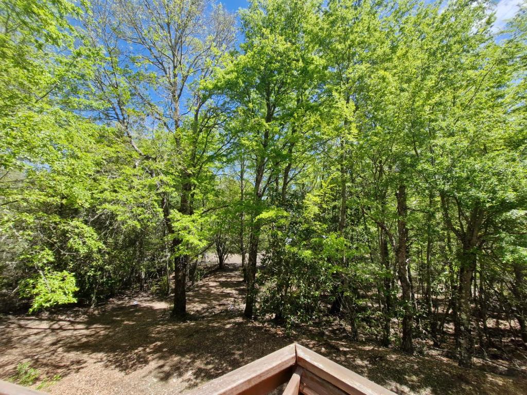 une vue d'une zone boisée avec des arbres dans l'établissement Refugio Koyamento, à Melipeuco