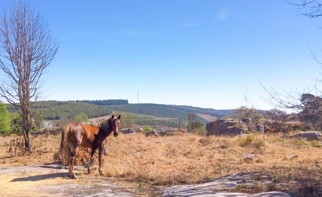 ein braunes Pferd steht auf einem Feld in der Unterkunft Corner View Accommodation in Kaapsehoop