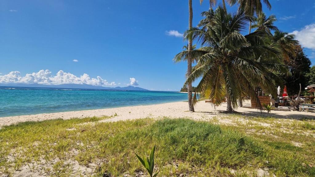 a beach with two palm trees and the ocean at KazCoco Marie-Galante in Saint-Louis