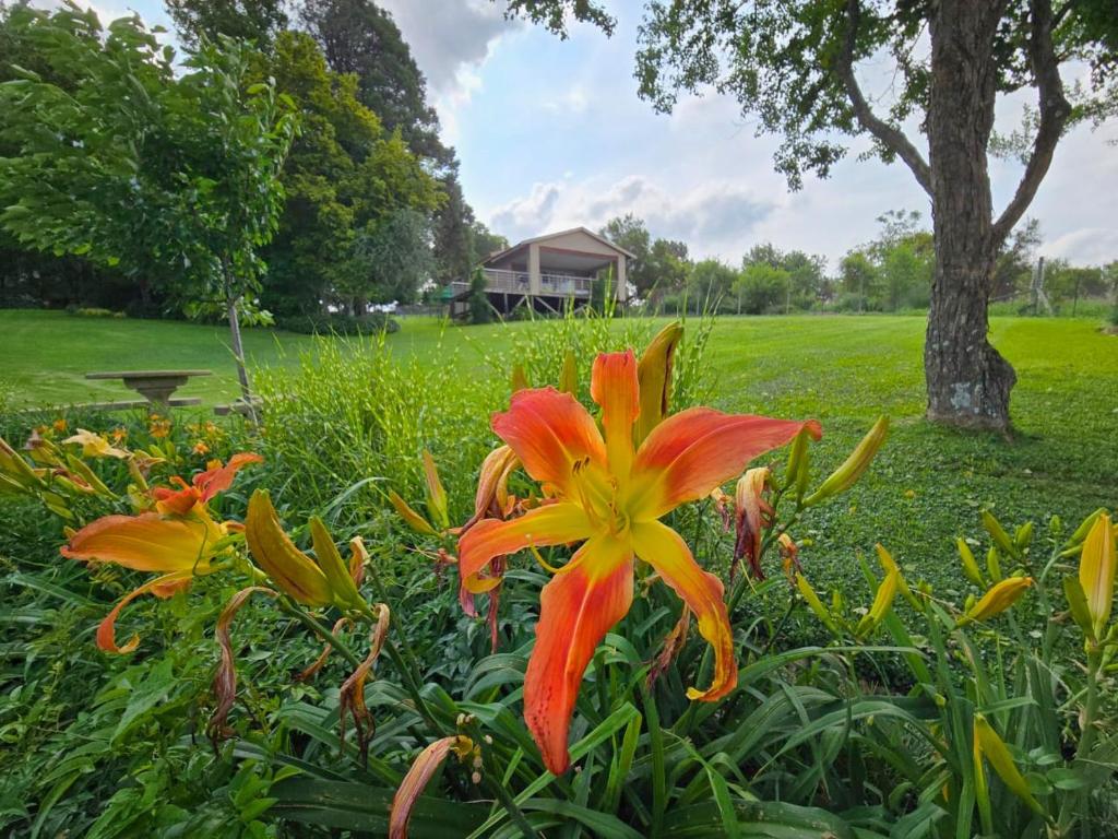 a flower in a garden with a park in the background at Hills and Dales Accommodation in Lanseria