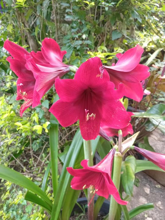 NETHSARA cottage - 19