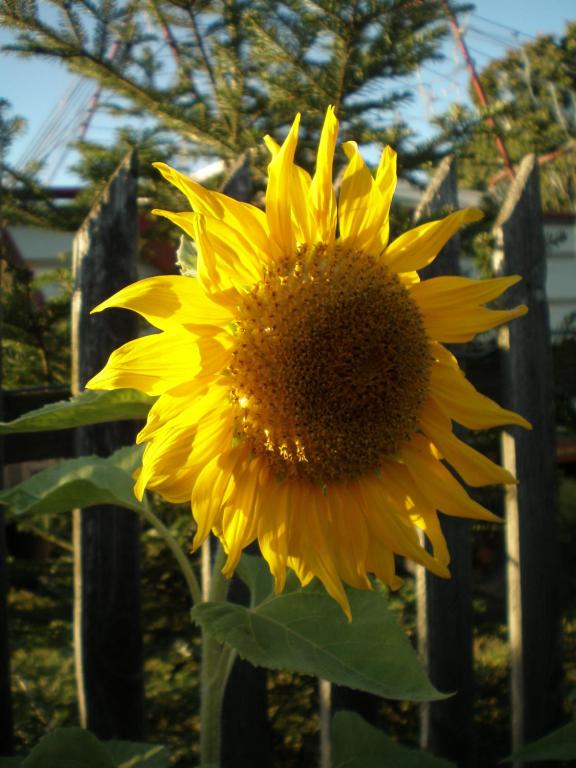 a large yellow sunflower in front of a fence at Apartamenty Wieżyca in Szymbark