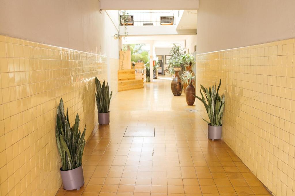 莫雷利亚Hotel Allende Morelia的建筑物内摆满盆栽的走廊