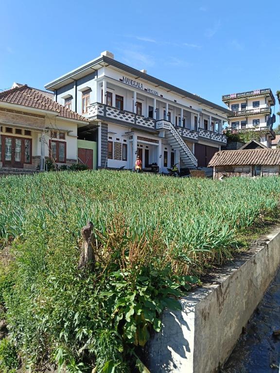 a building with a field of plants in front of it at Manggala Homestay Bromo in Ngadisari