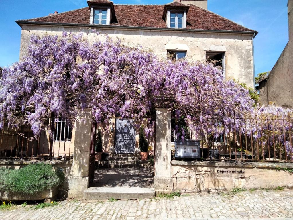 a wisteria tree in front of a house at Les Glycines Vézelay in Vézelay