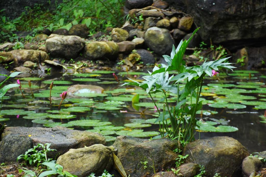 a pond with lily pads and a plant in it at Ranpokuna Bungalow with 3 Bed Rooms in Kiriella