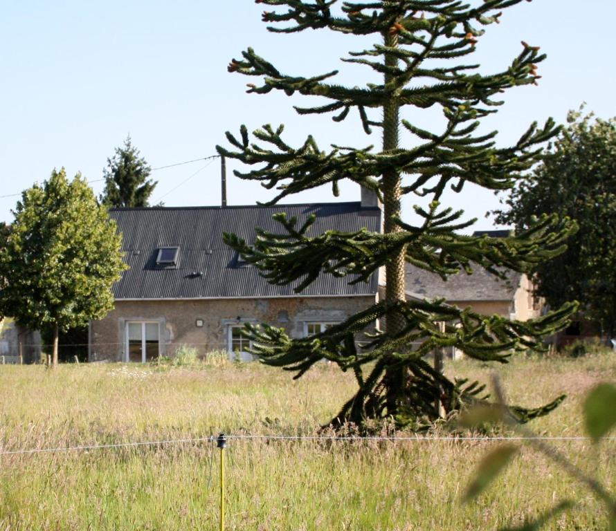 a pine tree in front of a house at Gîte La Poterie in Jupilles