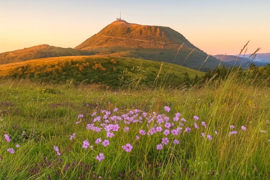 a field of flowers in front of a mountain at Lodges Au Cœur des Puys in Nébouzat
