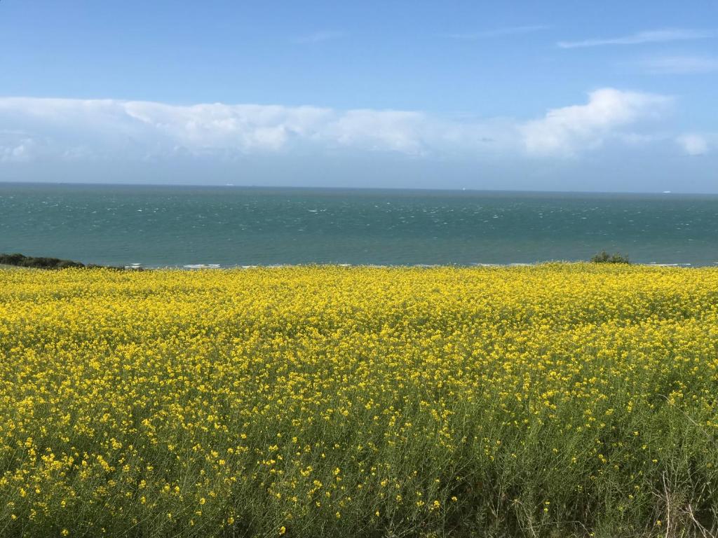 a field of yellow flowers in front of the ocean at Coolcottage des 2 Caps in Leulinghen-Bernes
