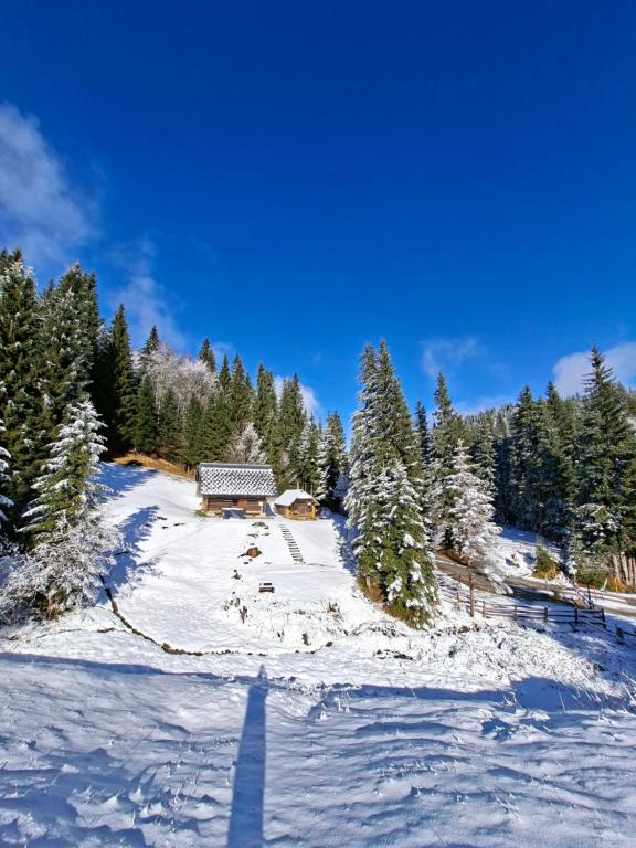 une cabine dans un champ enneigé avec des arbres dans l'établissement Brunarica na Goreljeku, Pokljuka, à Bohinj