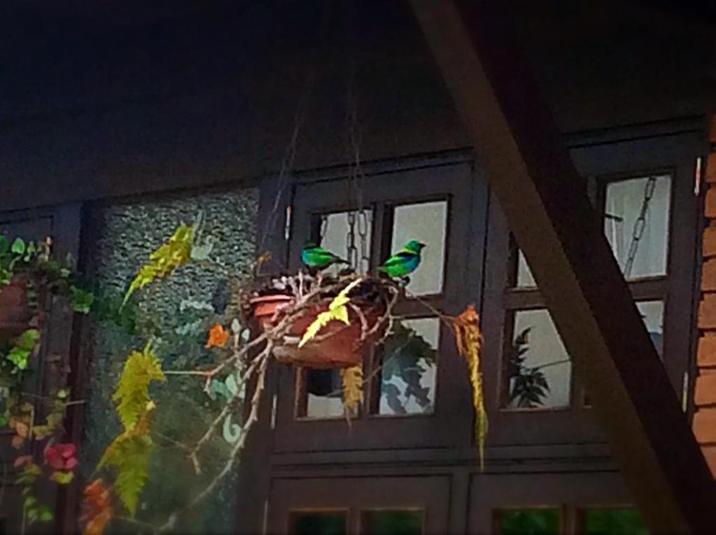 two green birds sitting on a nest in front of a door at Recanto Marazul in Ubatuba