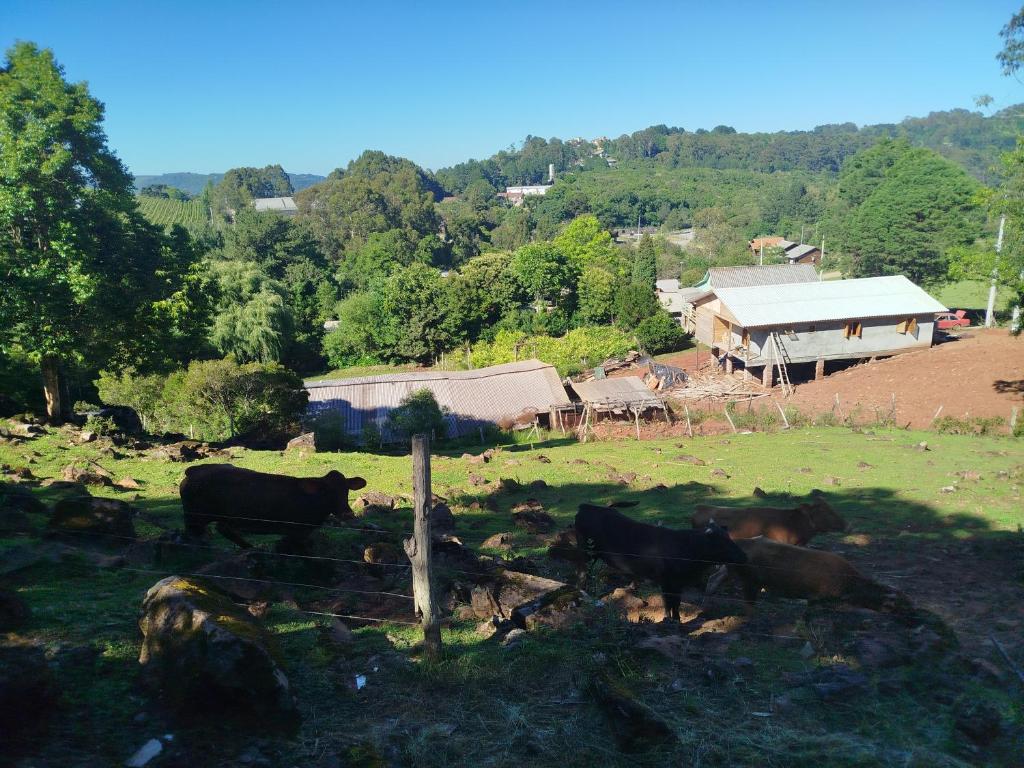 een groep koeien die in een veld bij een huis staan bij Quarto N II Cama casal e uma de solteiro in Gramado