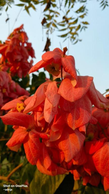a bunch of red flowers on a tree at Nili Farm House in Shānti Niketan