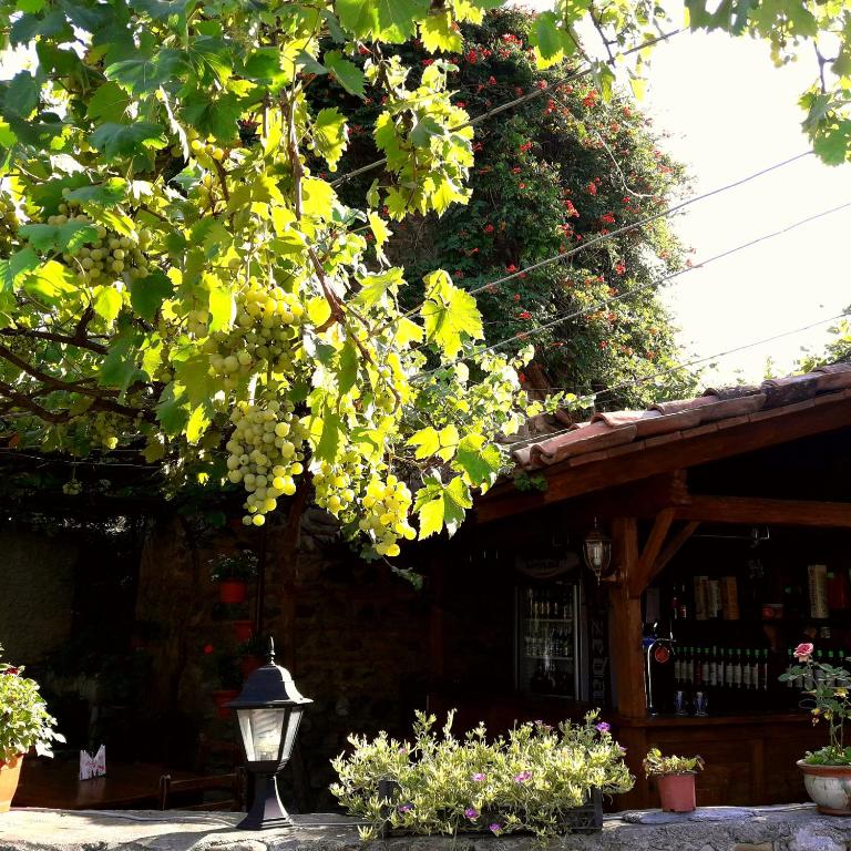 Zahrada ubytování Guest House Kusika