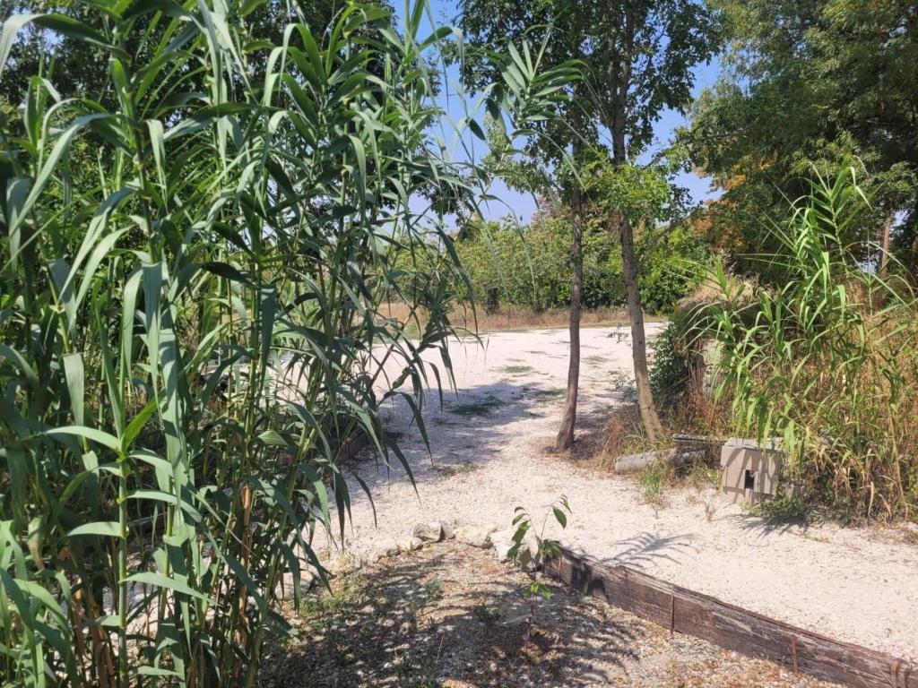 a garden with trees and a dirt road at LA P'TITE MAIZ in Bourg-de-Visa