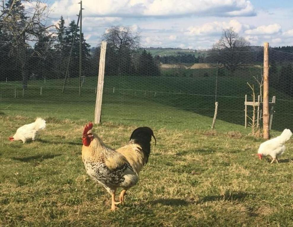 un grupo de pollos caminando en un campo en Steinern, en Ufhusen