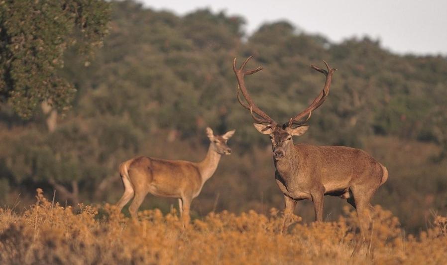 Άλλα ζώα σε αυτή η παραθεριστική κατοικία ή στη γύρω περιοχή