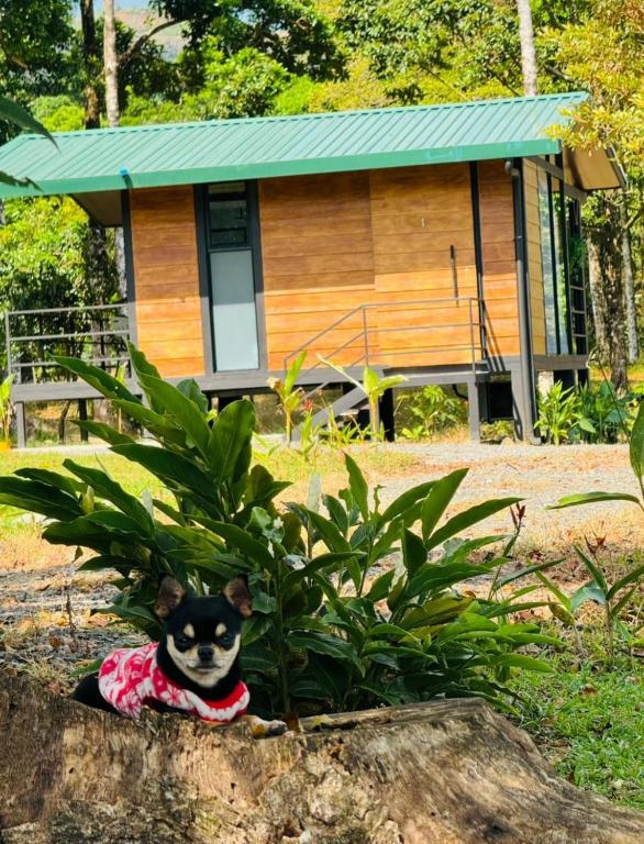 a toy dog sitting in a plant in front of a house at Cabañas La Hermosa #1 in Guápiles