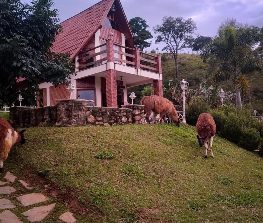 Động vật gần/tại nhà gỗ