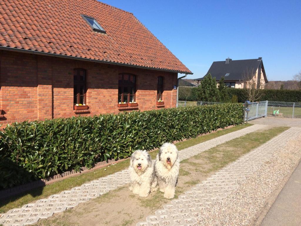 zwei weiße Hunde stehen neben einem Backsteingebäude in der Unterkunft Gemütliches Ferienhaus in Godow mit Großer Terrasse in Kargow