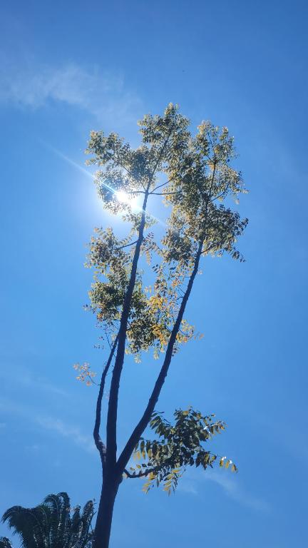 a tall tree against a blue sky at Cabañas Los Tulipanes in La Mesa