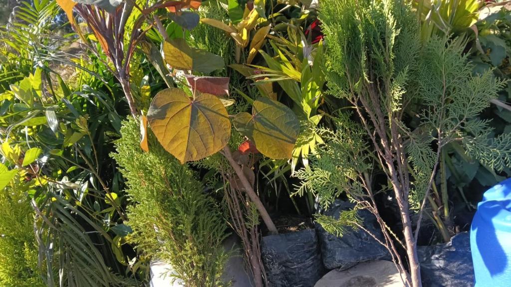 un groupe de plantes avec des feuilles dans l'établissement Silor mahadev home stay, à Almora