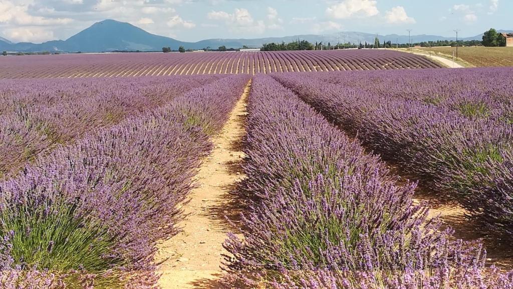 ein Lavendelfeld mit einer Schotterstraße in der Unterkunft T2 rénové 3ème étage places parking résidence in Manosque