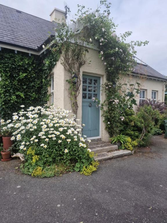 ein Haus mit blauer Tür und ein paar weißen Blumen in der Unterkunft Ros Cottage in Carlingford