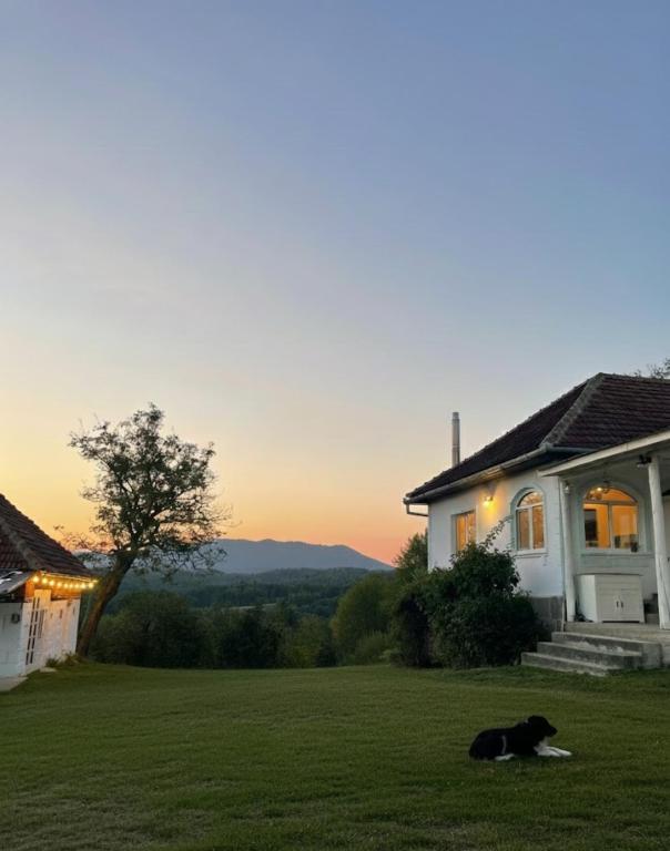 a dog laying in the grass in front of a house at Mystic Twistic in Vîrfurile