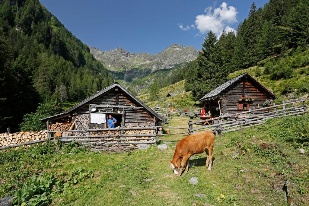 una vaca pastando en la hierba frente a una cabaña en Die Kromarin, en Kleinsölk