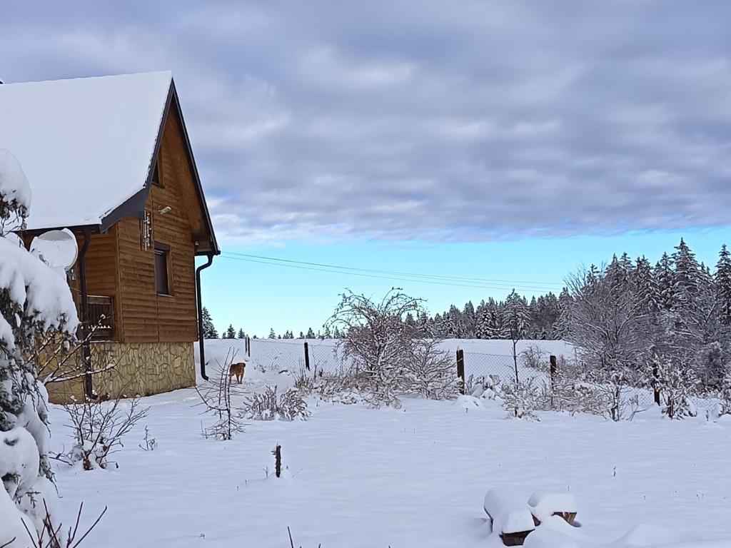 Tarin zov durante el invierno