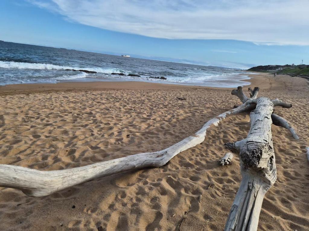 Un trozo de madera a la deriva tirado en la playa en L'escalier CABANAS-ON THE BEACH, en Amanzimtoti