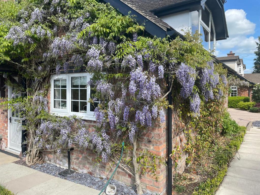 ein mit Glyzinien versehenes Haus in der Unterkunft Curlew Cottage in Plumley Station