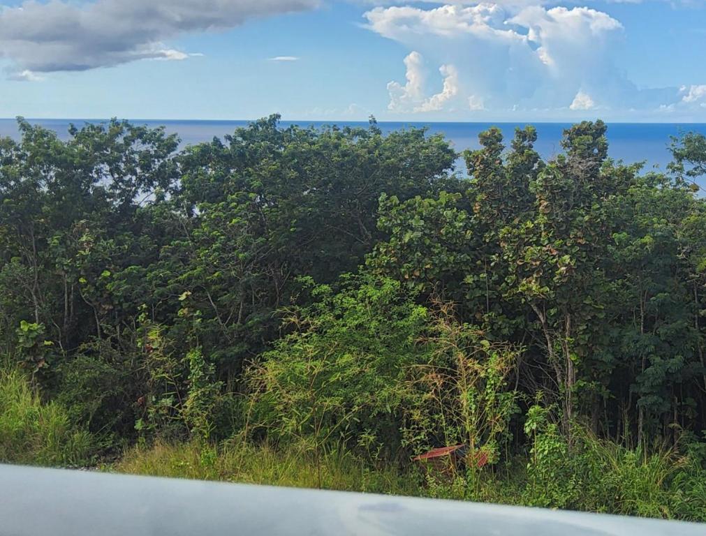 Blick auf Bäume und das Meer aus einem Auto in der Unterkunft Chambre indépendante calme pour femmes, en forêt, 1km plage in Deshaies