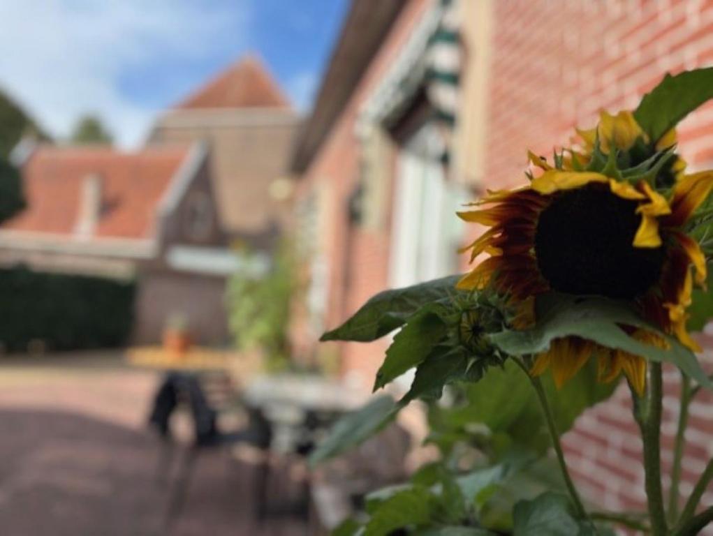 - la fermeture d'un tournesol devant une maison dans l'établissement In de Kathoek - Beste voorwaarden via eigen kanaal, à Blokzijl