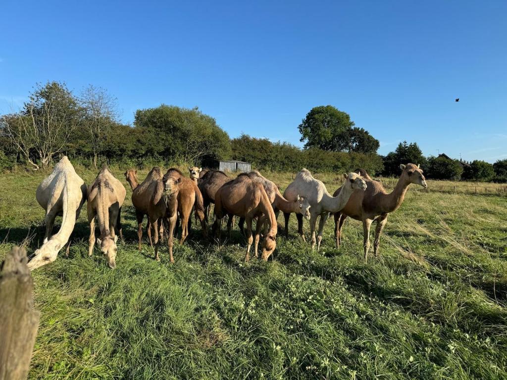Άλλα ζώα σε αυτό το διαμέρισμα ή στη γύρω περιοχή