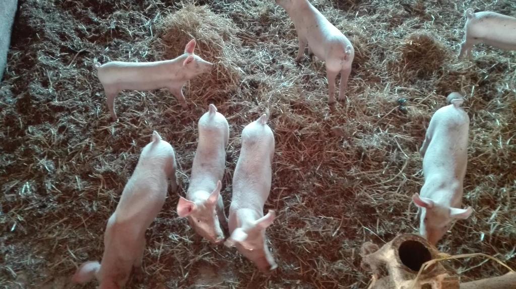 Zvieratá na farme alebo blízkom okolí