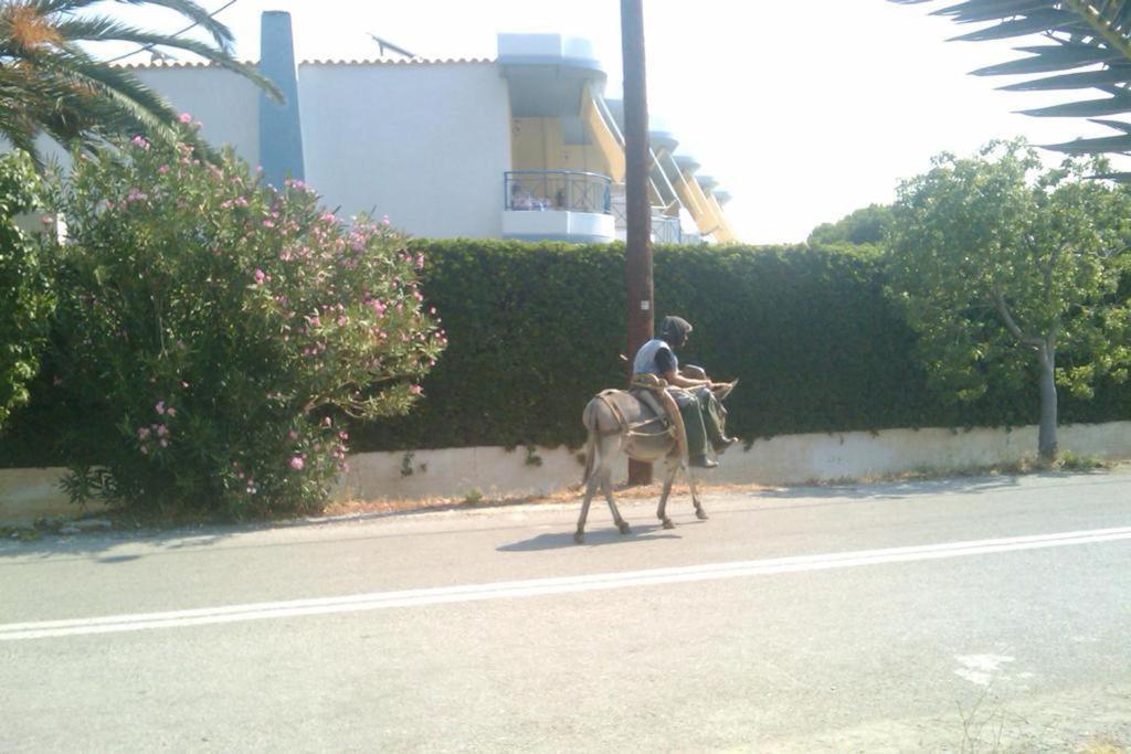 Horseback riding at Az apartmant or nearby