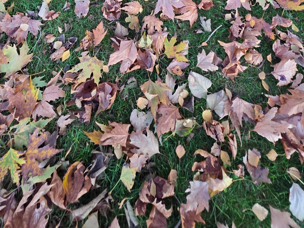 a pile of leaves on the ground with grass at Galeria In The Garden in Plovdiv