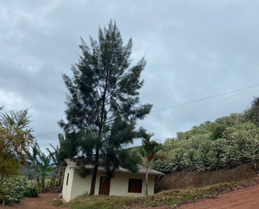 a small house with a tree in front of it at Casa de campo in Presidente Soares