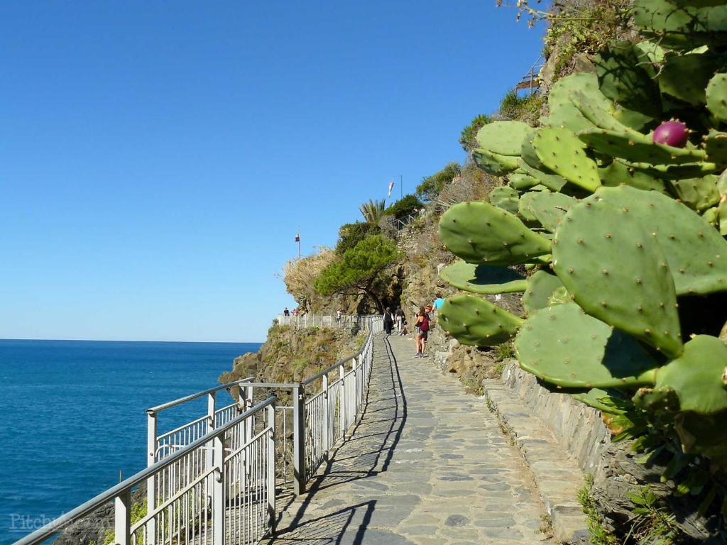 a path next to the ocean with a cactus at Camping La Sfinge in Deiva Marina