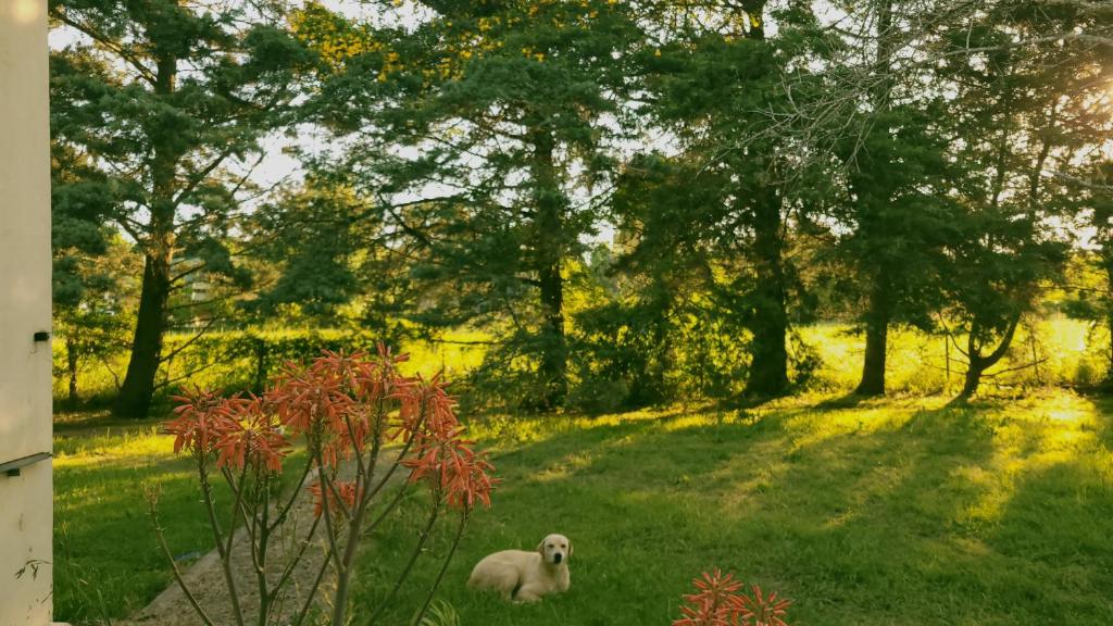 una oveja tirada en el césped en un campo en Casadearte, en Arana