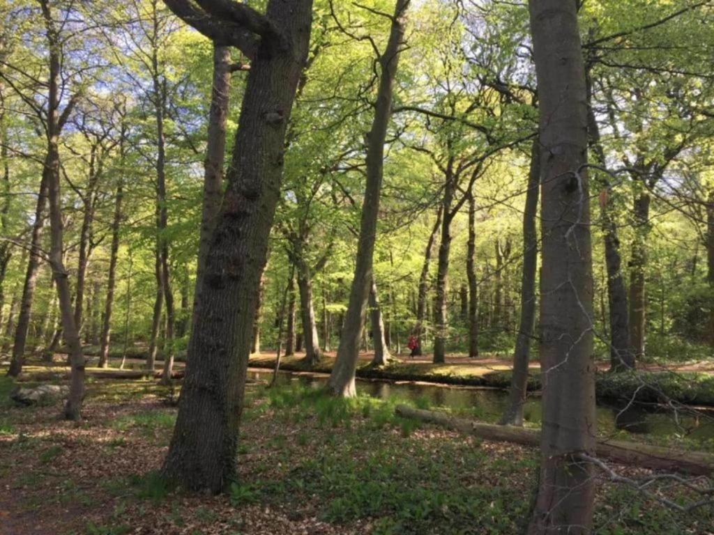 Příroda nedaleko apartmánu