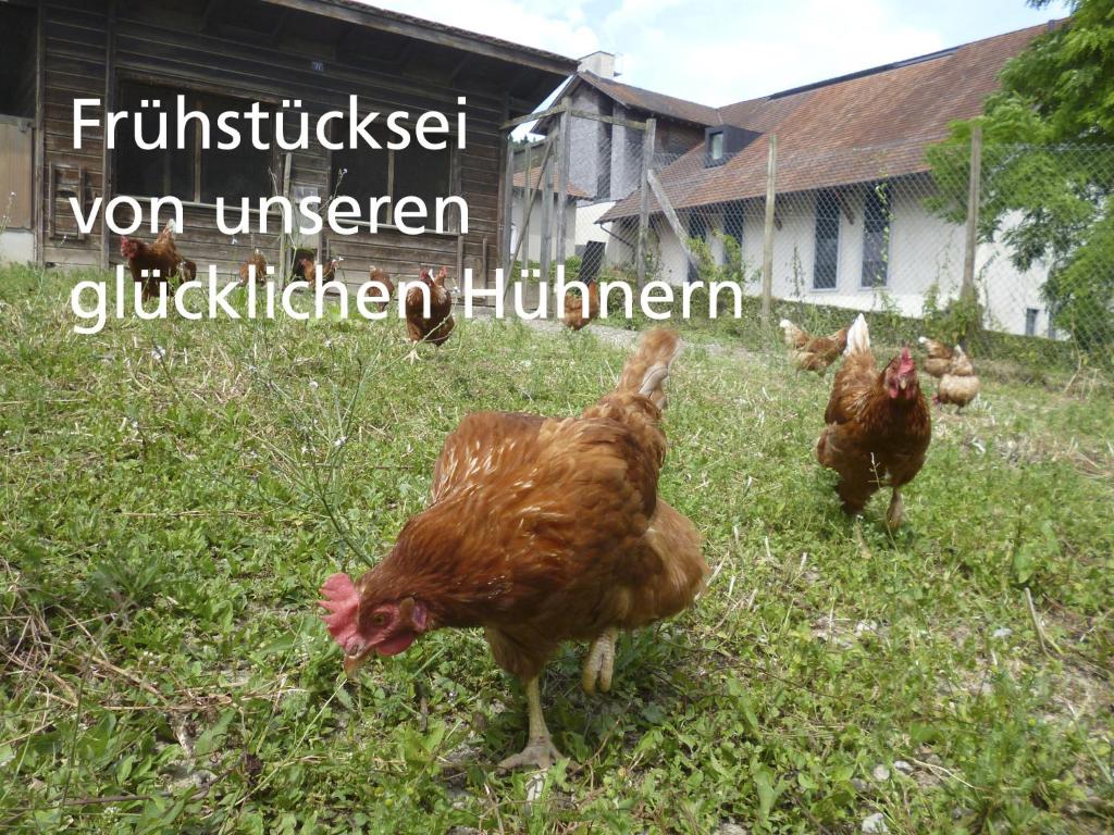 Zvířata v hotelu nebo okolí