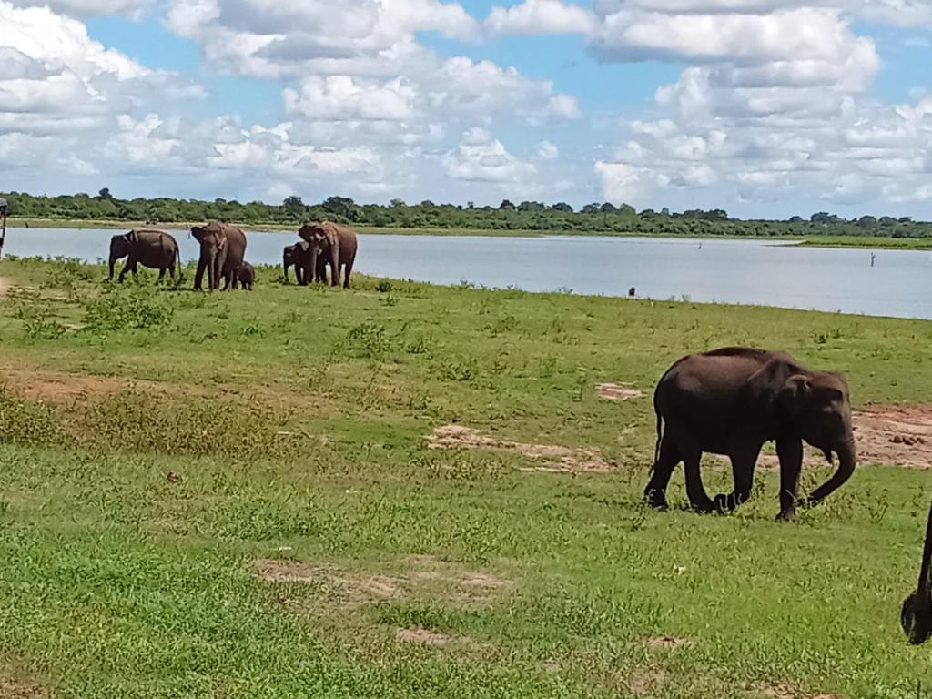 Άλλα ζώα σε αυτό το ξενοδοχείο ή στη γύρω περιοχή