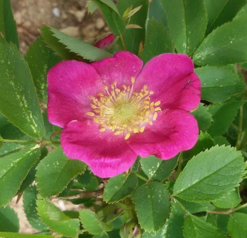 a pink flower on a plant with green leaves at Apartment Rosa Brandis in Travnik