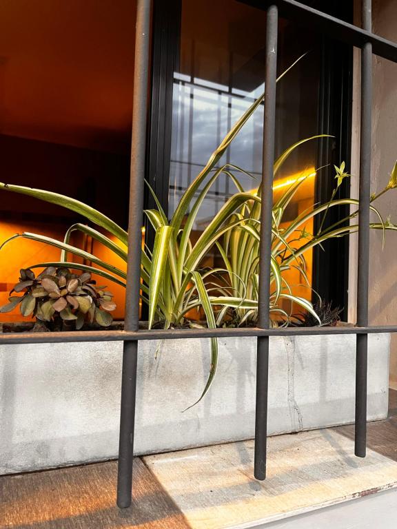 una pianta in vaso sul davanzale di una finestra di Depto Boutique Chivilcoy a Chivilcoy