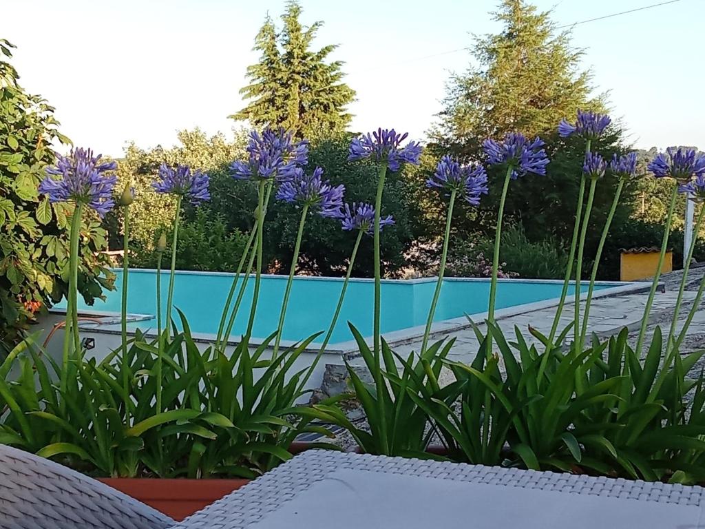 einen Garten mit lila Blumen und einem Pool in der Unterkunft Quintinha das Artes - Turismo Rural in Pinhel